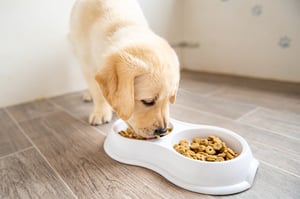 Puppy eating food